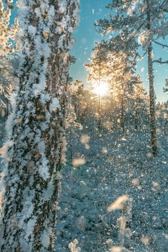 雪景