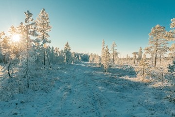 雪景