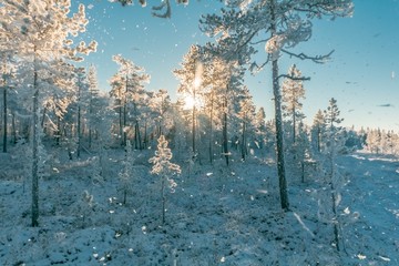 雪景