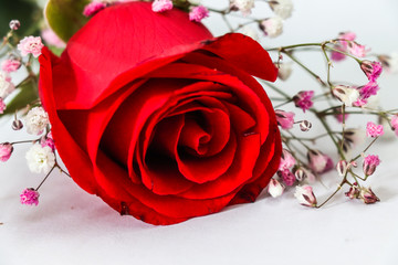 情人节红色玫瑰花