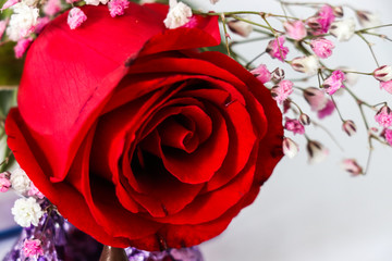 红色爱情玫瑰花