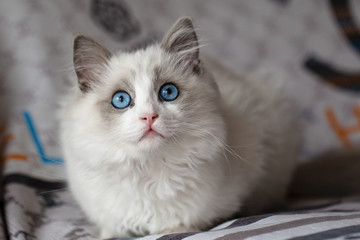 蓝双布偶猫