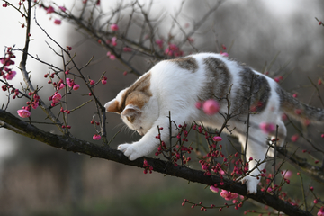 小花猫爬树