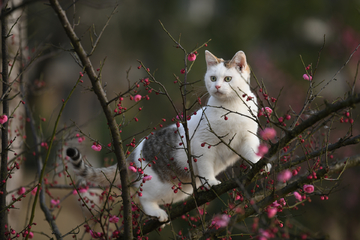 花猫上树