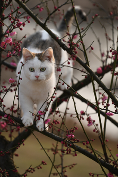 花猫上树