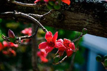 红棉木棉花