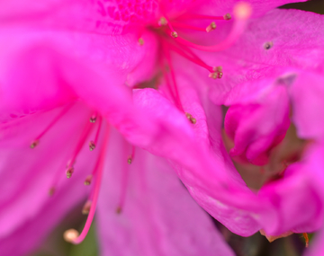 杜鹃花