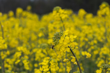 油菜花