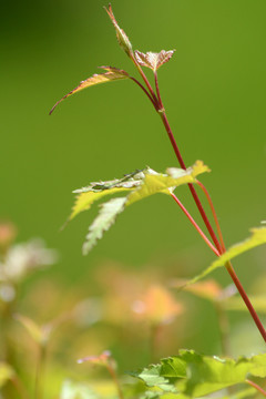 枝芽