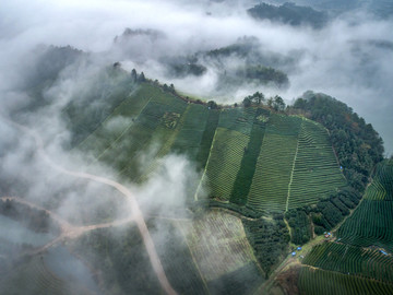 茶园云海