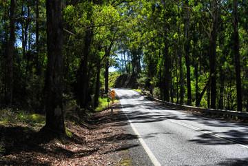 林间公路