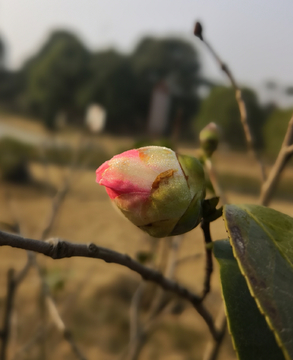 山茶花