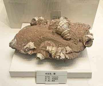 螺化石