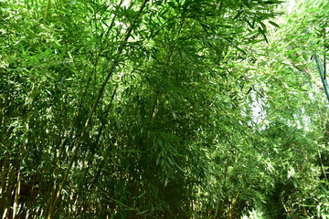 绿竹子绿竹林