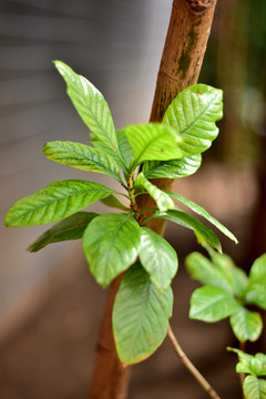 绿色植物