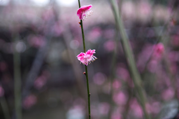 梅花