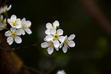 李花