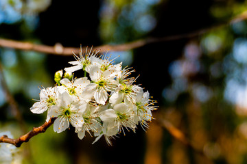 樱桃花