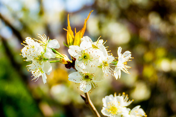 樱桃花