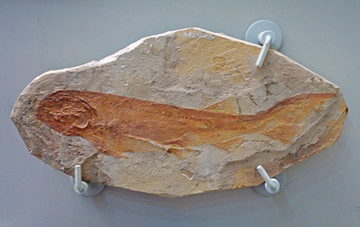北票鲟化石