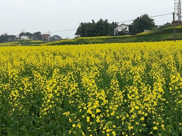 油菜花