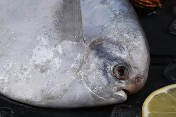 鳊鱼扁鱼银鱼银鲳海鲜海味镜鱼