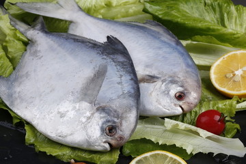 鳊鱼扁鱼银鱼银鲳海鲜海味