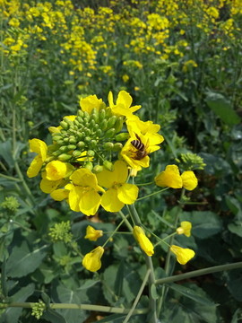 油菜花和蜜蜂