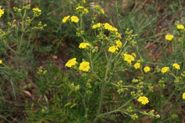 油菜花