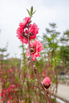 桃花种植