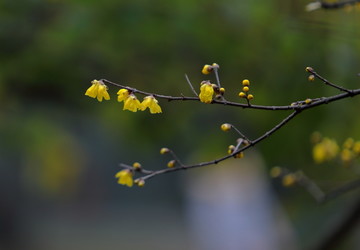 春暖花开