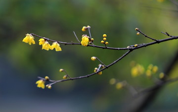 春暖花开