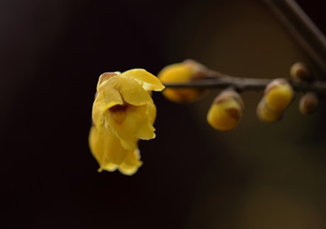 春暖花开