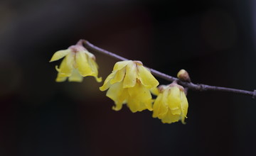 春暖花开