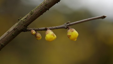 黃色臘梅花