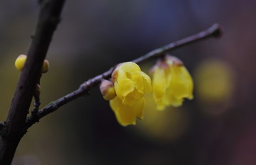 黄色腊梅花