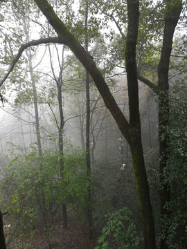 雨林