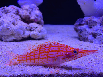 日本水族馆