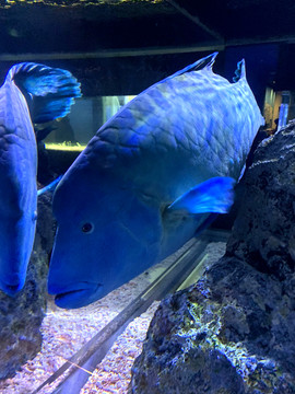 日本水族馆