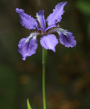 鸢尾花