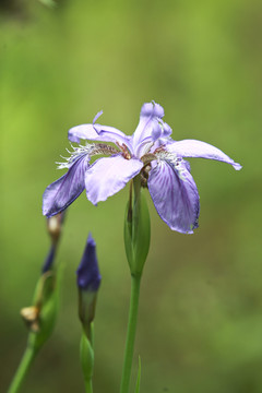 鸢尾花