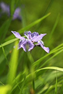 鸢尾花