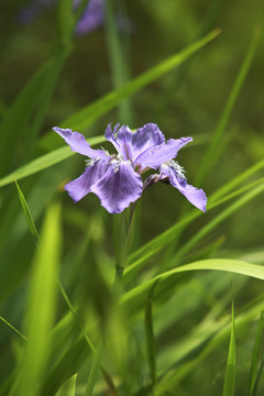 鸢尾花