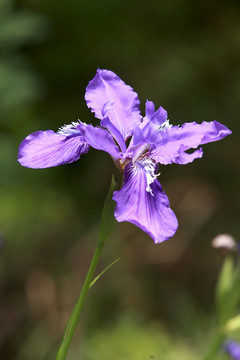 鸢尾花