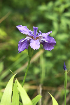 鸢尾花