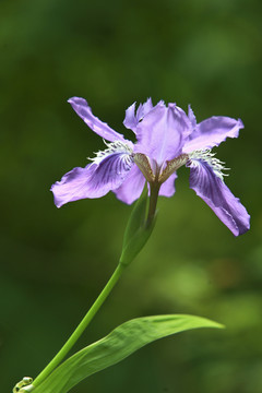 鸢尾花