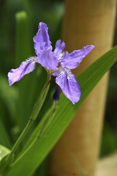 鸢尾花