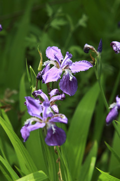 鸢尾花