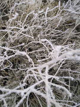 冬季霜花草木