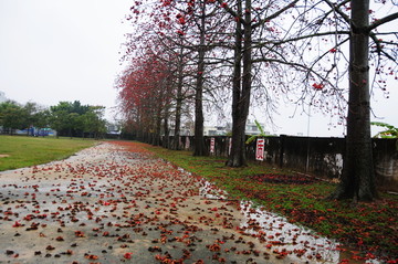 雨中的红木棉